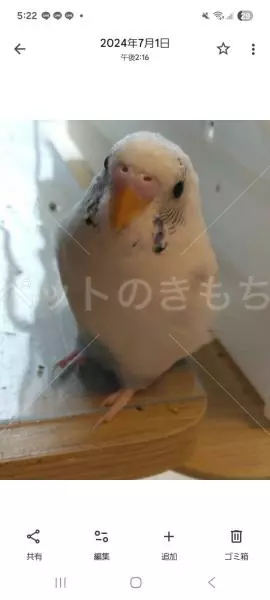 迷子鳥の画像