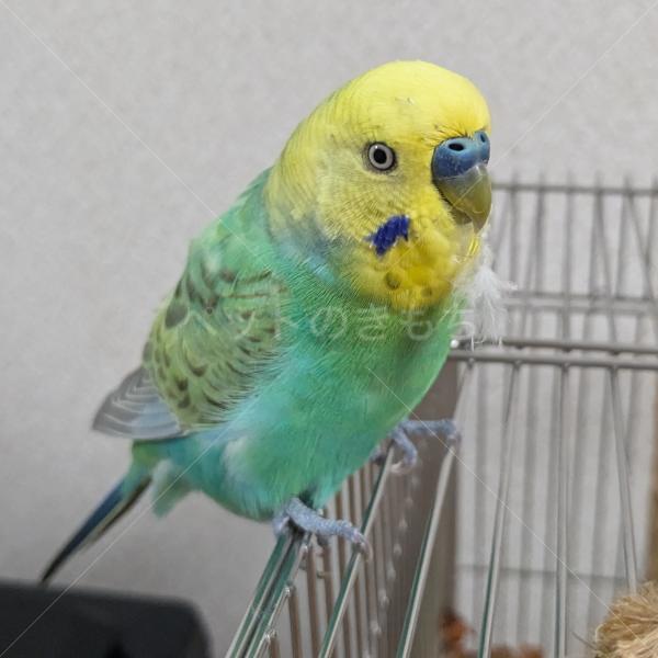 迷子鳥の画像