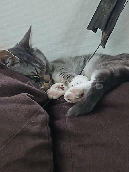 迷子猫の画像