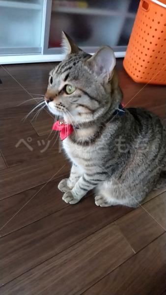 迷子猫の画像