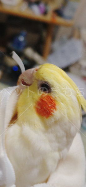 迷子鳥の画像