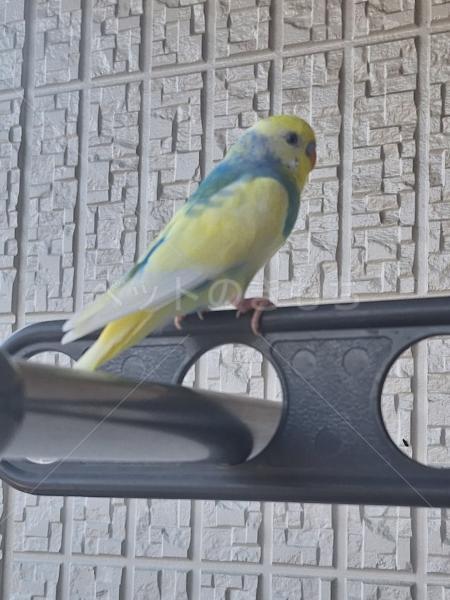 保護鳥の画像