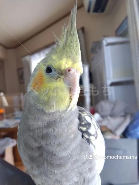 迷子鳥の画像