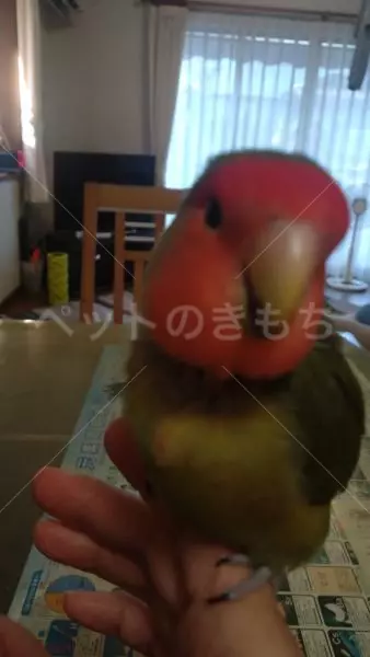迷子鳥の画像