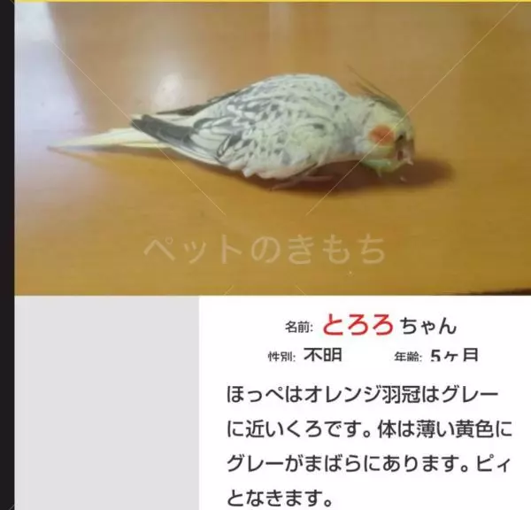 迷子鳥の画像