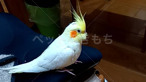 迷子鳥の画像