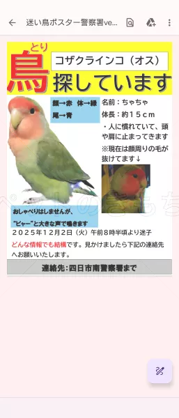 迷子鳥の画像