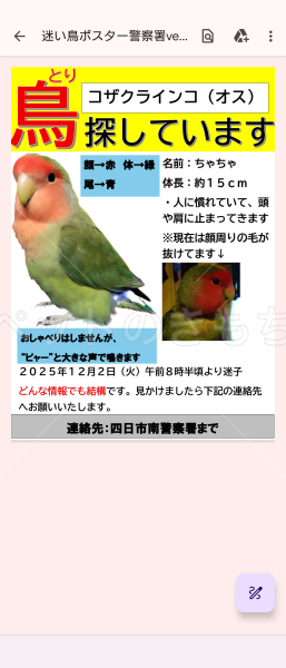 迷子鳥の画像