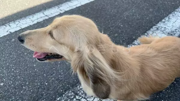 保護犬の画像