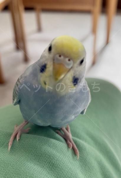 迷子鳥の画像