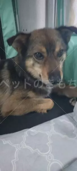迷子犬の画像