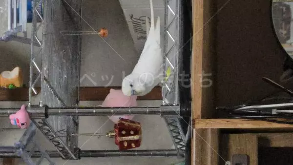 コメントの画像