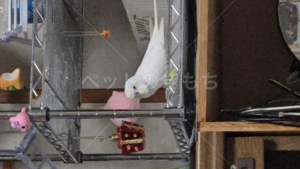 コメントの画像