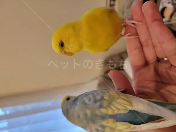 迷子鳥の画像
