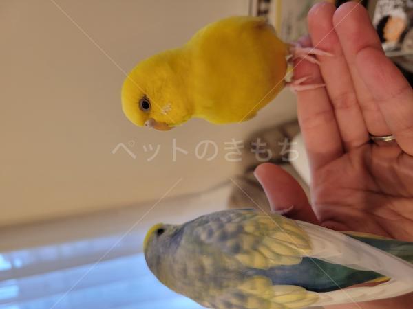 迷子鳥の画像