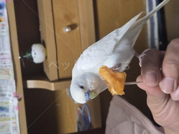 コメントの画像