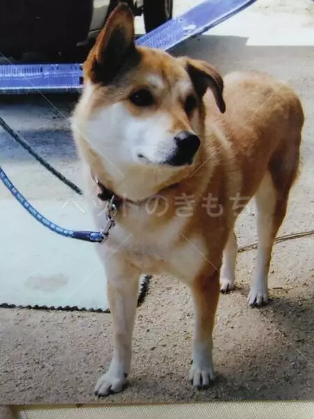 迷子犬の画像