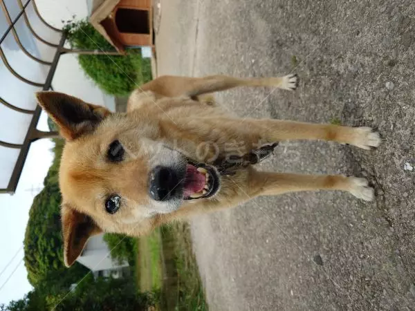迷子犬の画像