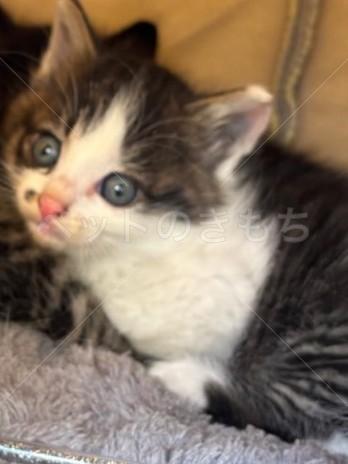 迷子猫の画像