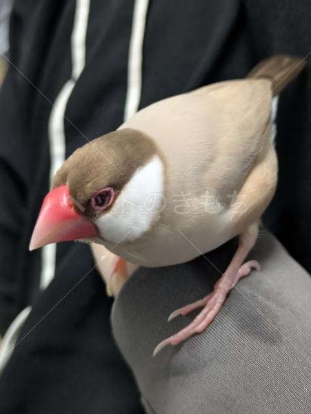迷子鳥の画像