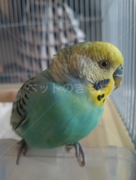 保護鳥の画像