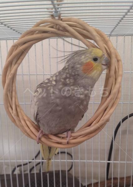 迷子鳥の画像