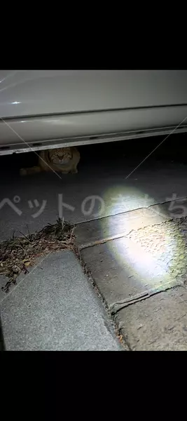 コメントの画像