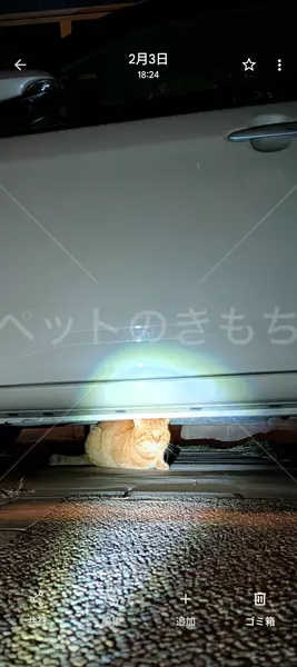 コメントの画像