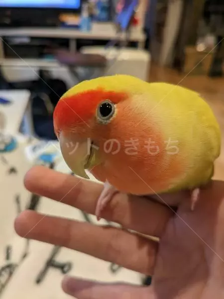 迷子鳥の画像