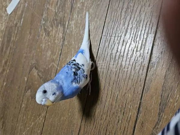 迷子鳥の画像