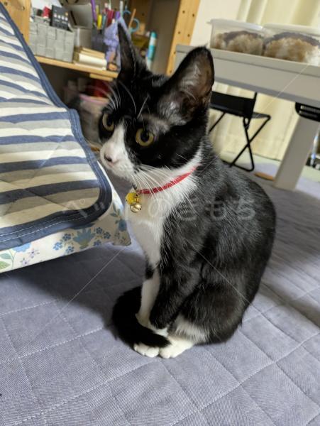 迷子猫の画像