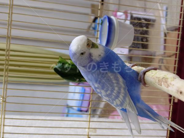 保護鳥の画像