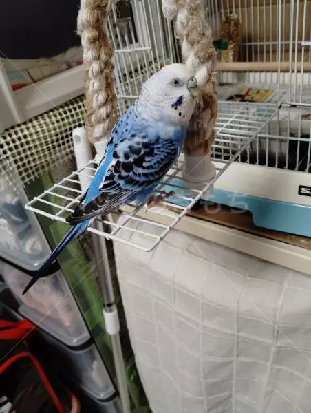 熊本県熊本市南区でセキセイインコが迷子になりました。迷子鳥 No.27437