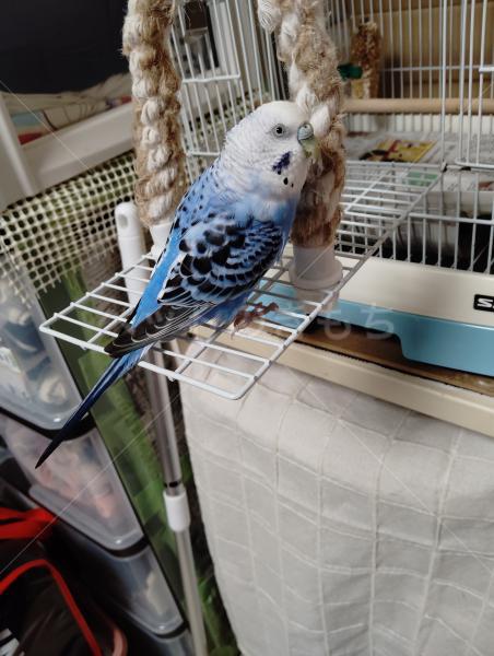 迷子鳥の画像