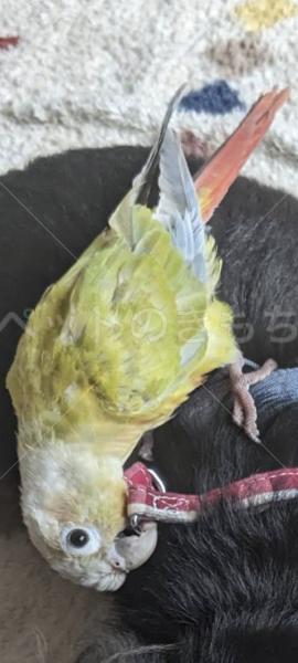 迷子鳥の画像