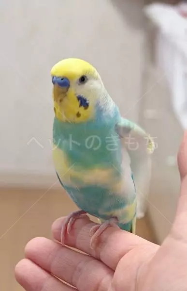 迷子鳥の画像