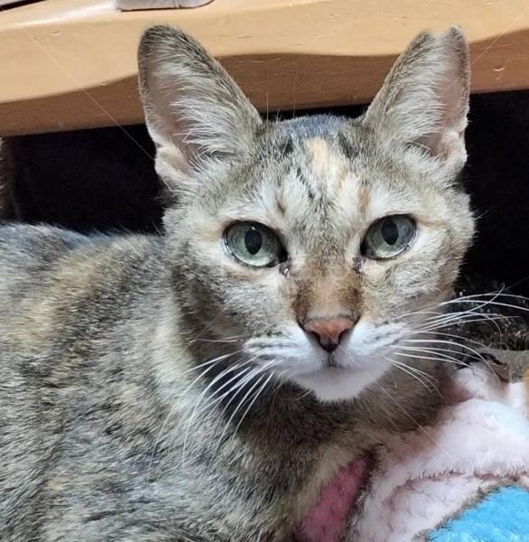 迷子猫の画像