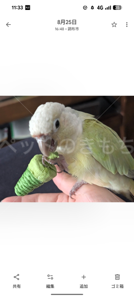 迷子鳥の画像