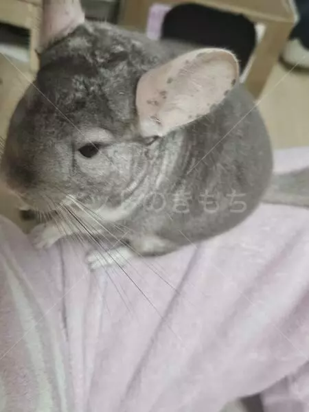 迷子ペットの画像