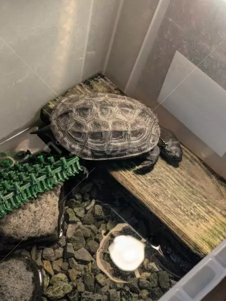 迷子ペットの画像