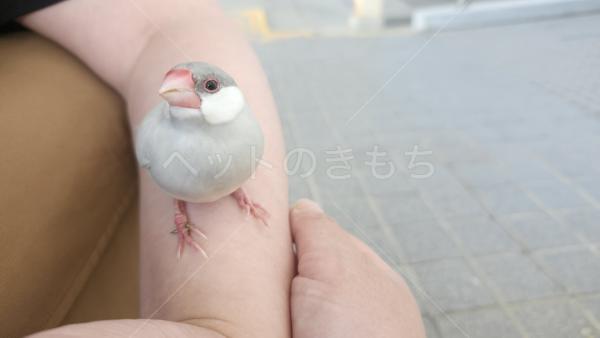 保護鳥の画像