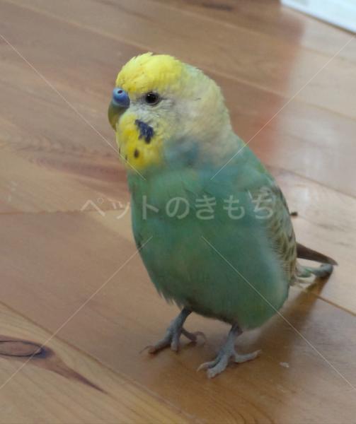 迷子鳥の画像