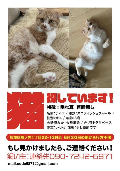 迷子猫の画像