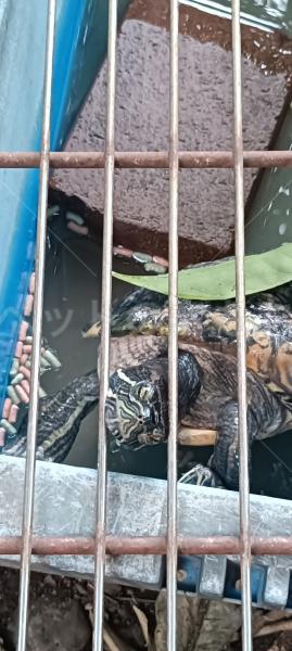 迷子ペットの画像