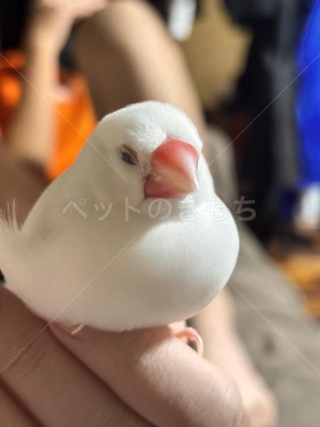 迷子鳥の画像