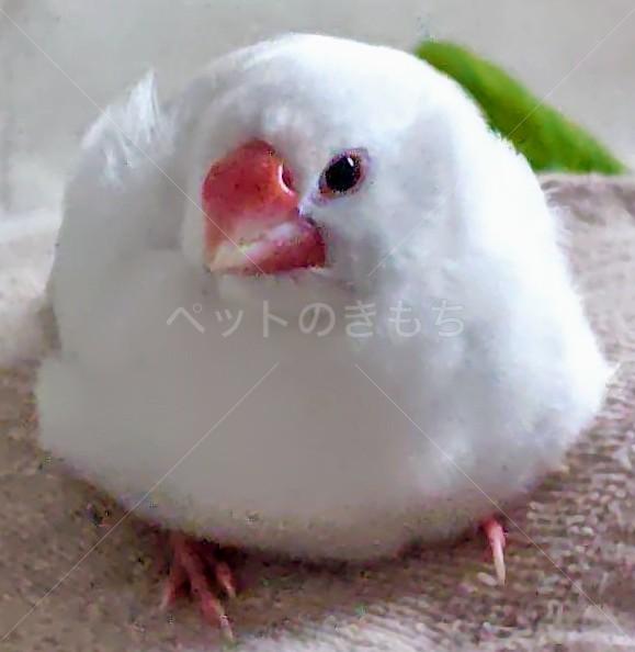 保護鳥の画像