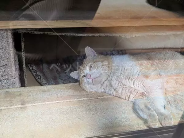 コメントの画像