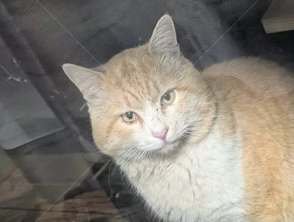 コメントの画像