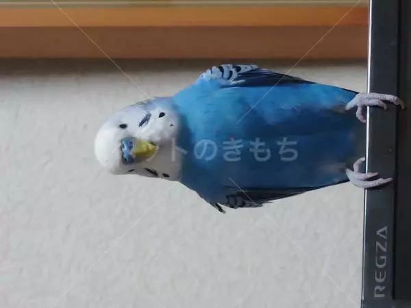 迷子鳥の画像