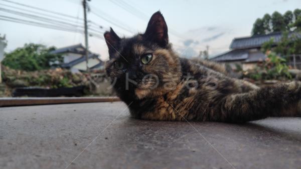 迷子猫の画像